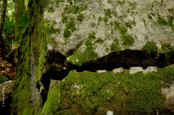 Photo © Ernesto Timor
